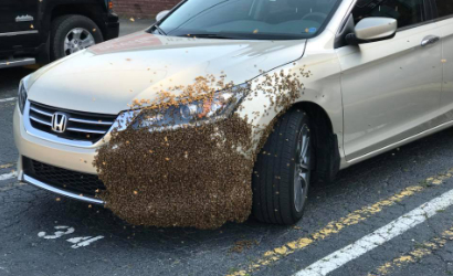 Bees swarming a car