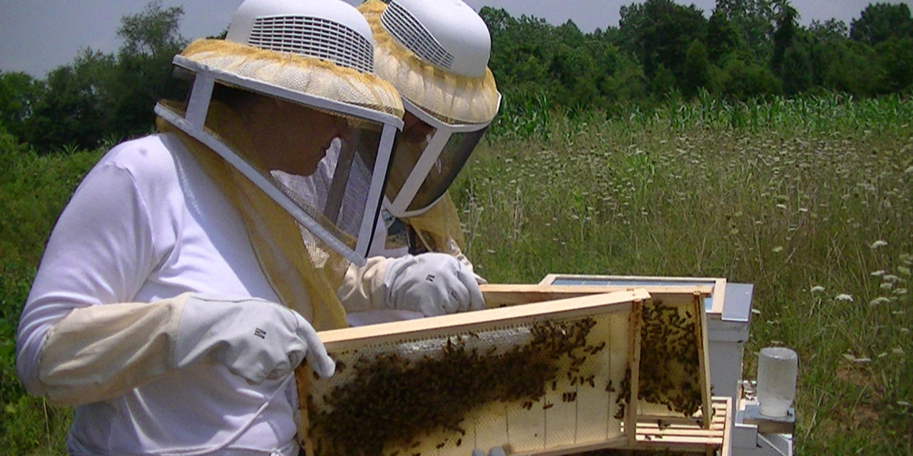 How Rowan County Locals are Changing the Plight of the Honeybee