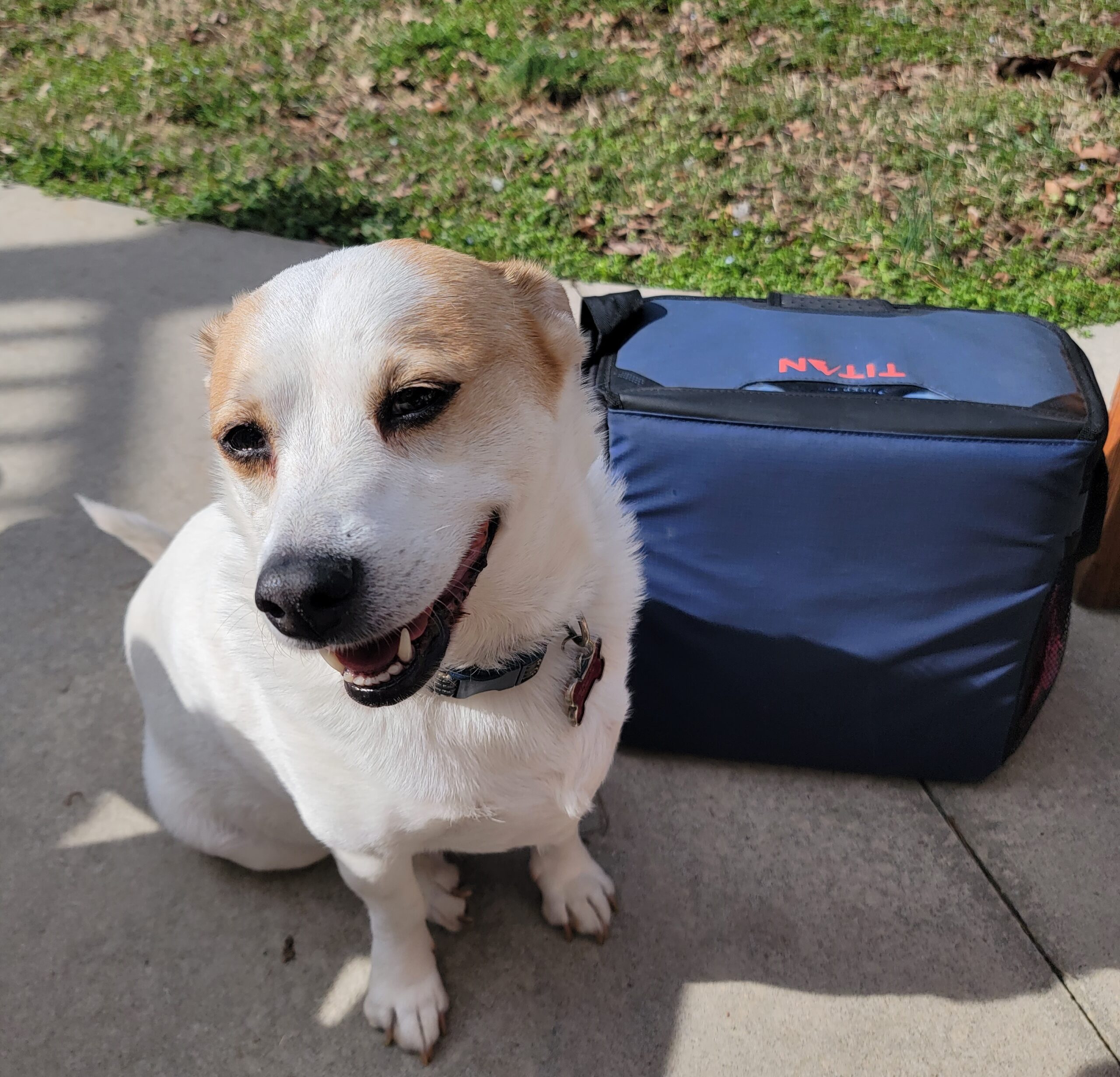 Happy small dog beside a lunchbox