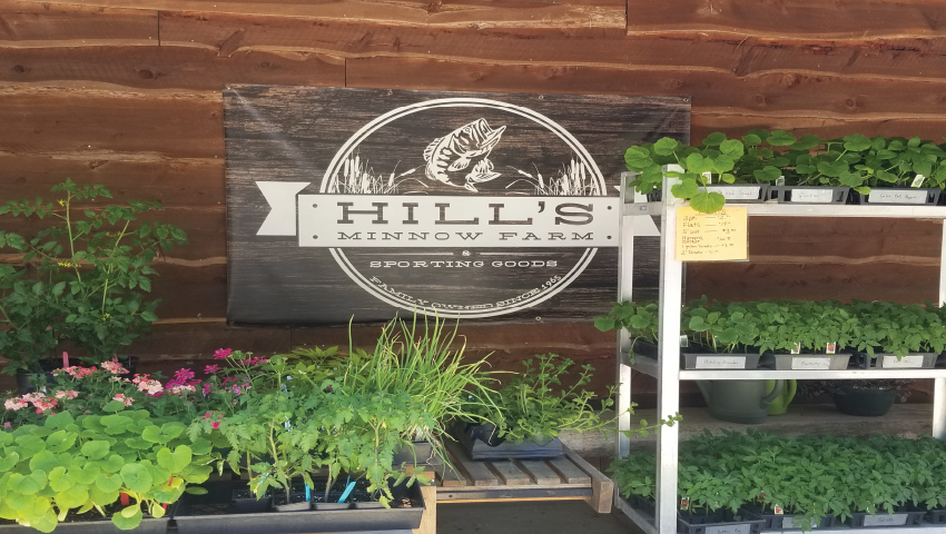 Brown sign with white text. Hill's Minnow Farm and Sporting Goods. Surrounded by plants. 