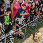 Kannapolis Jiggy Festival Will  Feature Pig Racing Attraction & Drone Light Show