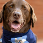 Murphy, Rowan County’s Beloved Therapy Dog, Nominated for National Award