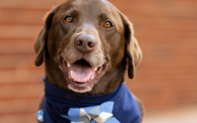 Murphy, Rowan County’s Beloved Therapy Dog, Nominated for National Award