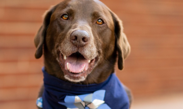 Murphy, Rowan County’s Beloved Therapy Dog, Nominated for National Award