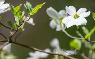 Find Your Balance: Wellness Centers in Rowan County
