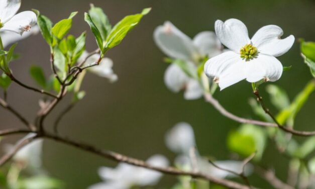 Find Your Balance: Wellness Centers in Rowan County