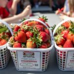 Your Guide to Strawberry Season at Patterson Farm 🍓