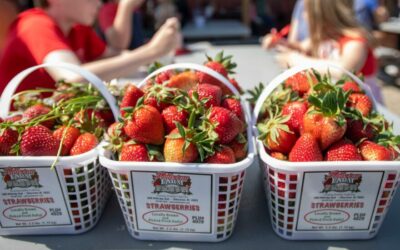 Your Guide to Strawberry Season at Patterson Farm 🍓