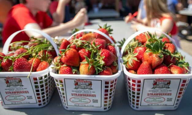 Your Guide to Strawberry Season at Patterson Farm 🍓