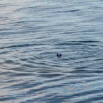 Exploring Rowan County’s Waterways: From High Rock Lake to the Yadkin River