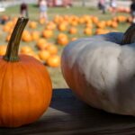 Fall Weekends in Rowan County: Your October Highlights