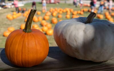 Fall Weekends in Rowan County: Your October Highlights